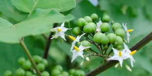 Rahasia Mengurangi Rasa Pahit pada Terong Pipit, Simak Triknya