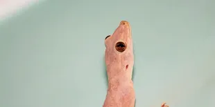 Rahasia Mengusir Cicak Tanpa Perangkap yang Jarang Diketahui