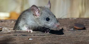 Rahasia Sederhana Mengusir Tikus dari Rumah dengan Bahan Dapur yang Ada!