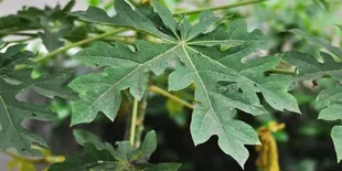 Resep Daun Pepaya, Solusi Alami Menurunkan Kolesterol dan Menjaga Kesehatan