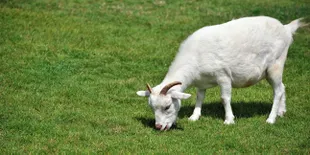 Restoran Unik dengan Atap DIpenuhi Kambing