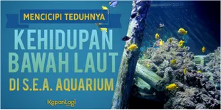 Rileks Dulu Yuk Sambil Pandangi Kehidupan Bawah Laut