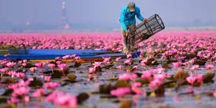 Romantisnya Pemandangan Pink di Sea Lotus Thailand