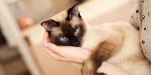 Salah Asuhan Sejak Muda, Kucing Siam Rentan Cemburu Buta