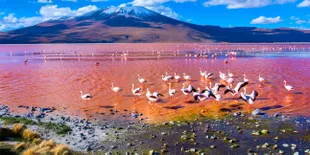 Semerah Darah, Danau Ini Jadi Habitat Burung Langka