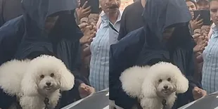 Shahrukh Khan Pamer Anjing Barunya, Lucu dan Menggemaskan