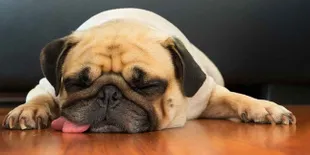 Simak Cara Pria Ini Hentikan Anjingnya Mendengkur, Kocak!