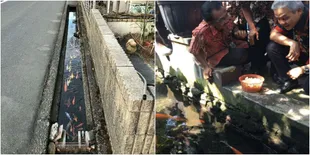 Tak Cuma Jepang, Indonesia Juga Punya Selokan Yang Jadi Kolam Koi