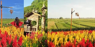 Taman Bunga Celosia, Hamparan Penuh Warna Ala Eropa di Selatan Jawa