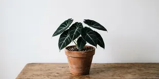 Tanaman Hias Alocasia Black Velvet dengan Daun Gelap Bertekstur Beludru, Pilihan Cantik untuk Pecinta Tanaman