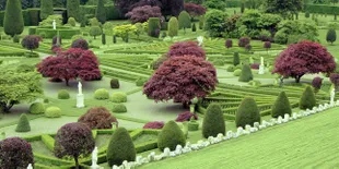 Tanaman Ukir Ini Akan Membuatmu Takjub!