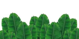 Teknik Rahasia Simpan Daun Pisang Agar Awet dan Tidak Membusuk