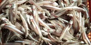 Teknik Sederhana Menggoreng Ikan Teri Agar Rasa Tetap Gurih