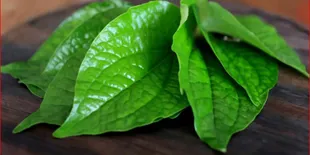 Temukan Keajaiban Tersembunyi dari Daun Sirih Cina yang Belum Banyak Diketahui!