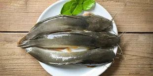 Tenang Saja! Kenali 5 Jenis Ikan Rendah Purin yang Ramah untuk Penderita Asam Urat