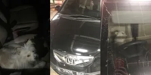 Tinggalkan Anjing 8 Jam di Dalam Mobil, Aksi Pemilik Ini Tuai Kecaman