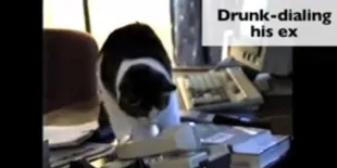 Tingkah Laku Kucing Jomblo Saat Valentine, Lucu!