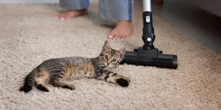 Tips Ampuh dan Cepat Membersihkan Bulu Kucing di Karpet, Anti Gagal