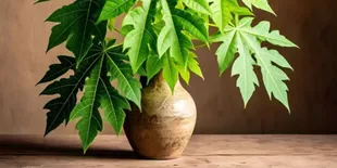 Tips Olah Daun Pepaya Agar Tetap Hijau dan Empuk Saat Dimasak