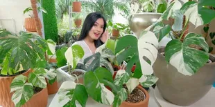 Titi Kamal Jemur Tanaman, Rumahnya Makin Estetik Bak Cafe