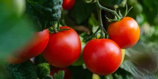Tomat Rasa Planet Mars Kini Bisa Dinikmati dalam Kemasan Botol, Tertarik Coba?