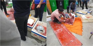 Tragis, Lumba-Lumba Lucu Dipotong dan Dijual Bebas di China