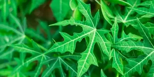 Trik Ampuh Hilangkan Pahit Daun Pepaya dengan Bahan Dapur