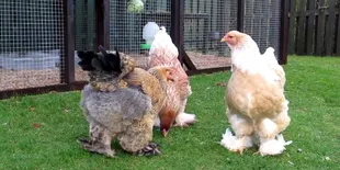 Video Ayam Raksasa Jadi Viral di Internet, Netizen Ketakutan