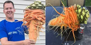 Wortel Raksasa Asal Minnesota Berhasil Masuk Rekor Dunia