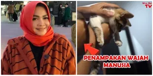6 Foto Kucing Unik Rieta Amilia, Bercorak Wajah Manusia & Sempat Ditawar 600 Juta rupiah!