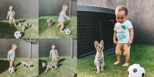 7 Momen Lucu Xabiru Anak Rachel Vennya Bermain Sama Kucing