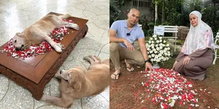 8 Foto Pemakaman Snowee Anjing Pintar Kesayangan Netizen Milik Bima Aryo, Para Selebritis Ikut Berduka