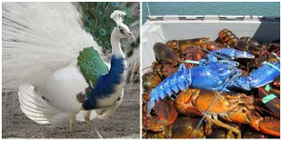 8 Hewan Unik dari Seluruh Dunia, Nomer 8 Pasti Belum Kamu Lihat