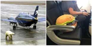 8 Kejadian Kocak di Pesawat & Bandara, Bikin Geleng-Geleng!