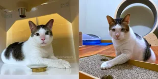 8 Potret Kamar Bobby Kertanegara Kucing Kesayangan Prabowo Subianto, Nyaman dengan AC dan Boneka Buaya - Harga Stroller-nya Jadi Sorotan