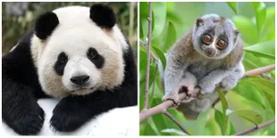 Awas, 8 Hewan Lucu Ini Bisa Membunuhmu Kalau kamu Tak Hati-Hati