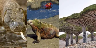 Berani Kunjungi 8 Tempat Mirip 'JURASSIC WORLD' di Dunia?