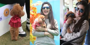 Cute Banget! Anjing Nabila Syakieb Pakai Dress Cantik Fashionable