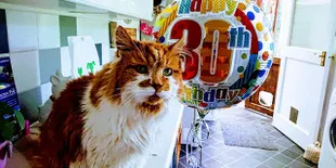 FOTO: Inilah Kucing Tertua di Dunia, Umurnya Sudah 30 Tahun!