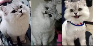 FOTO: Inilah Lele Kucing Asal China Yang Bisa 'Menyedot' Jiwamu