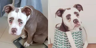 FOTO: Madame Eyebrows, Anjing 'Tersedih dan Termurung' di Dunia