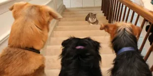 FOTO: Potret Relationship Anjing dan Kucing Yang Sulit Dipahami