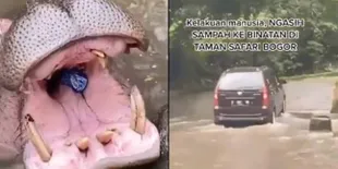 FOTO Viral Kuda Nil Taman Safari Bogor Diberi Makan Botol Plastik, Pelaku Jadi Buronan