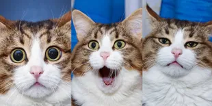 Galeri Kocak Rexie, Kucing Cacat Dengan Ekspresi Menggemaskan!