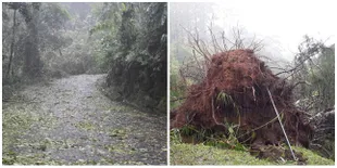 Gara-Gara Cuaca Ekstrem, Kebun Raya Cibodas Ditutup