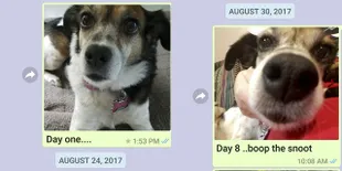 Ibu Ini Kirim Foto Anjing Peliharaan Anaknya Dalam Setahun Penuh!