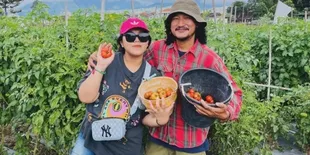 Isa Bajaj Tanam & Panen Tomat Sendiri Untuk Warung Sambal Tempong Miliknya