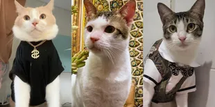Jika Bobby Kertanegara Jadi Presiden Kucing, Ini Deretan Catfluencer yang Disebut Cocok Sebagai Meownteri