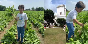 Liburan ke Istana Megah Saif Ali Khan, Kareena Kapoor Tanding Badminton - Taimur Panen Lobak