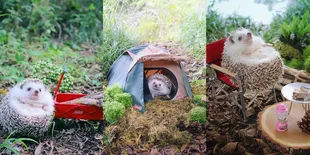 Momen Menggemaskan Landak Mini Pergi Camping